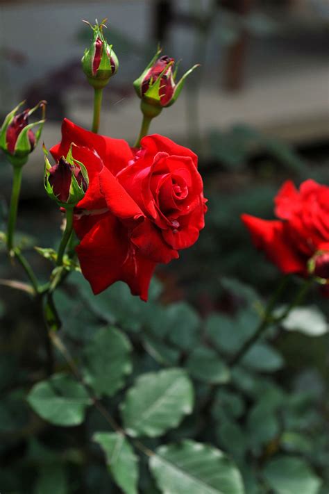 玫瑰花栽種|4种方法来种植玫瑰花